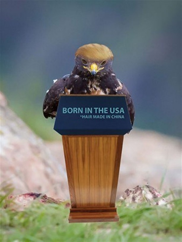 Foto - Şahinin karizması interneti salladı