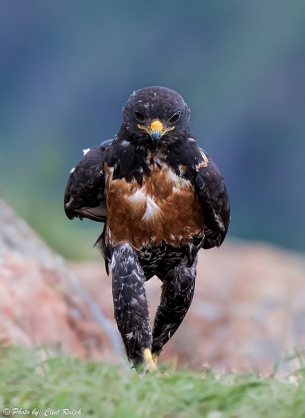 Foto - Şahinin karizması interneti salladı