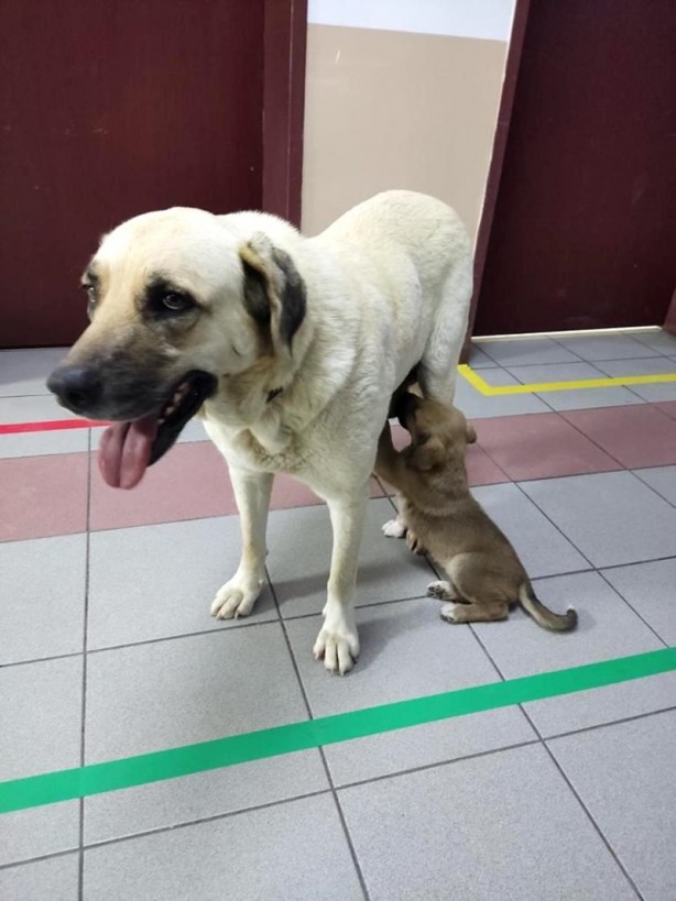 Foto - Sahipsiz köpek, kapısında beklediği klinikte hasta yavrusunu emzirdi