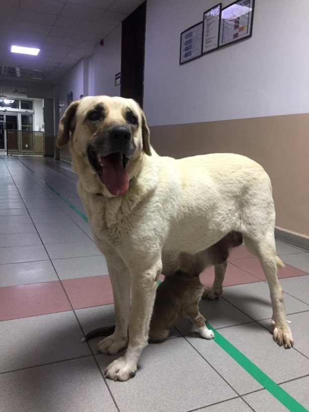 Foto - Sahipsiz köpek, kapısında beklediği klinikte hasta yavrusunu emzirdi