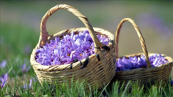 Foto - Sahte nasıl oluyor? Gerçek safranı öğrenmenin püf noktası