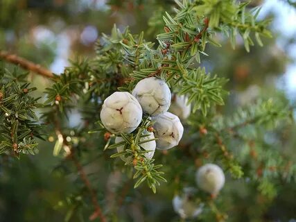 Foto - Sahurda mutlaka 1 kaşık tüketin! Canan Karatay bu besine tam puan verdi