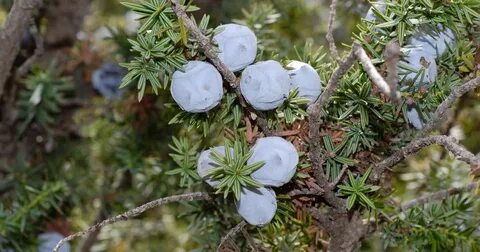 Foto - Sahurda mutlaka 1 kaşık tüketin! Canan Karatay bu besine tam puan verdi