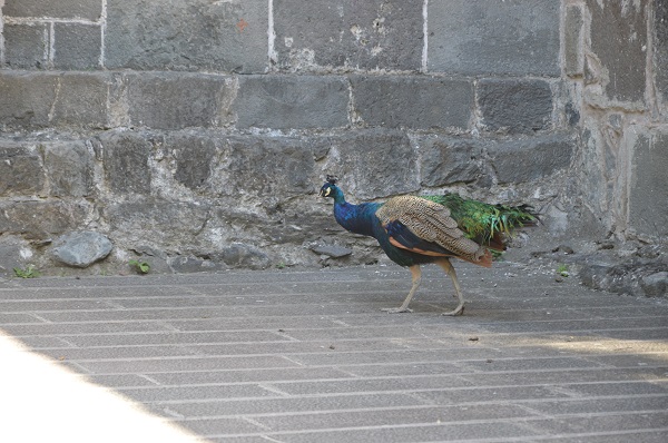 Foto - Şaka değil gerçek! Tavus kuşunu bakın neden CİMER'e şikayet ettiler