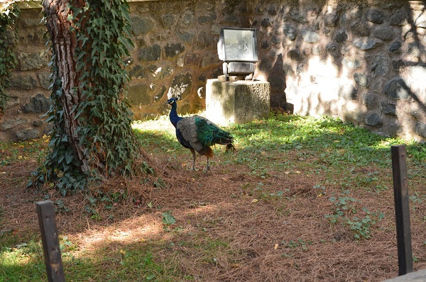 Foto - Şaka değil gerçek! Tavus kuşunu bakın neden CİMER'e şikayet ettiler