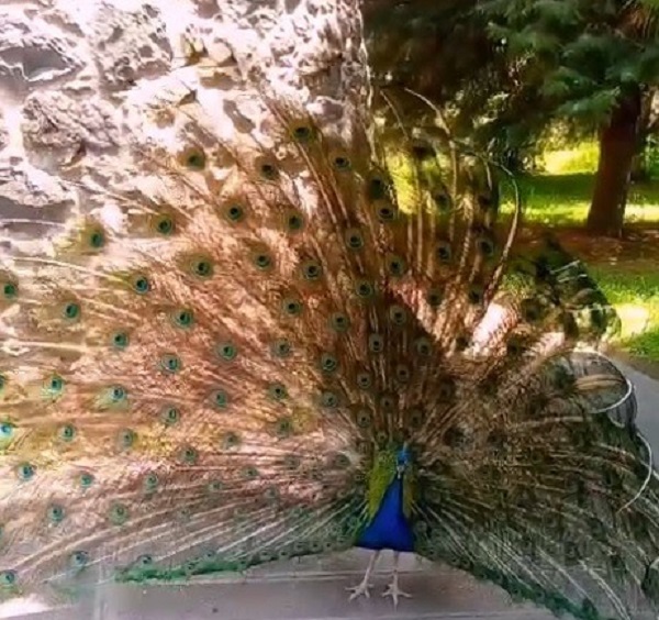 Şaka değil gerçek! Tavus kuşunu bakın neden CİMER'e şikayet ettiler