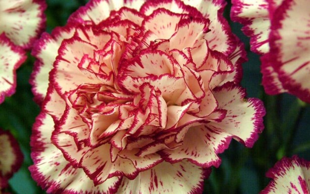 Foto - Şaka yapmıyoruz: Çiğ çiğ yenebildiğini bilmediğiniz 10 çiçek tam destek olacak! Tercih ediliyor