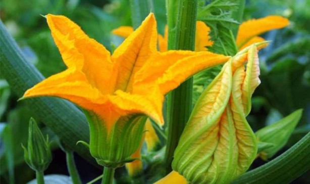 Foto - Şaka yapmıyoruz: Çiğ çiğ yenebildiğini bilmediğiniz 10 çiçek tam destek olacak! Tercih ediliyor