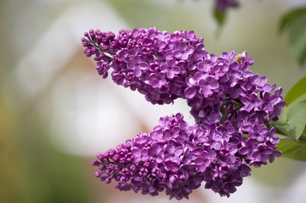 Foto - Şaka yapmıyoruz: Çiğ çiğ yenebildiğini bilmediğiniz 10 çiçek tam destek olacak! Tercih ediliyor