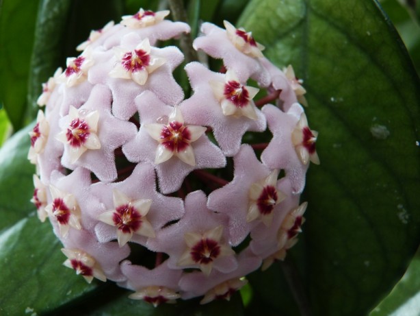 Foto - Şaka yapmıyoruz: Çiğ çiğ yenebildiğini bilmediğiniz 10 çiçek tam destek olacak! Tercih ediliyor