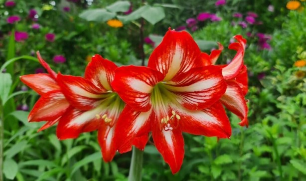 Foto - Şaka yapmıyoruz: Çiğ çiğ yenebildiğini bilmediğiniz 10 çiçek tam destek olacak! Tercih ediliyor