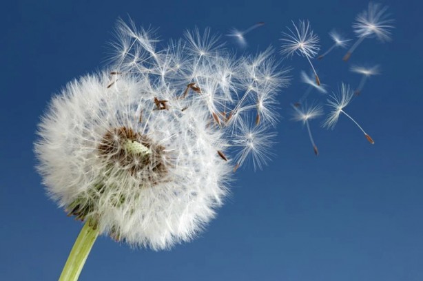 Foto - Şaka yapmıyoruz: Çiğ çiğ yenebildiğini bilmediğiniz 10 çiçek tam destek olacak! Tercih ediliyor