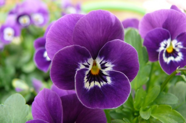 Foto - Şaka yapmıyoruz: Çiğ çiğ yenebildiğini bilmediğiniz 10 çiçek tam destek olacak! Tercih ediliyor