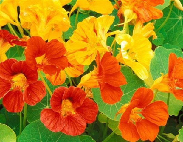 Foto - Şaka yapmıyoruz: Çiğ çiğ yenebildiğini bilmediğiniz 10 çiçek tam destek olacak! Tercih ediliyor