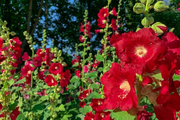 Foto - Şaka yapmıyoruz: Çiğ çiğ yenebildiğini bilmediğiniz 10 çiçek tam destek olacak! Tercih ediliyor