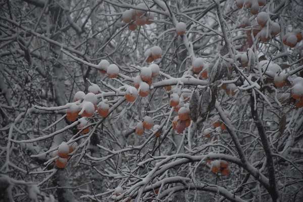 Foto - Sakarya beyaza büründü