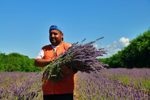 Foto - Sakarya Botanik Vadisi'nde hasat mesaisi