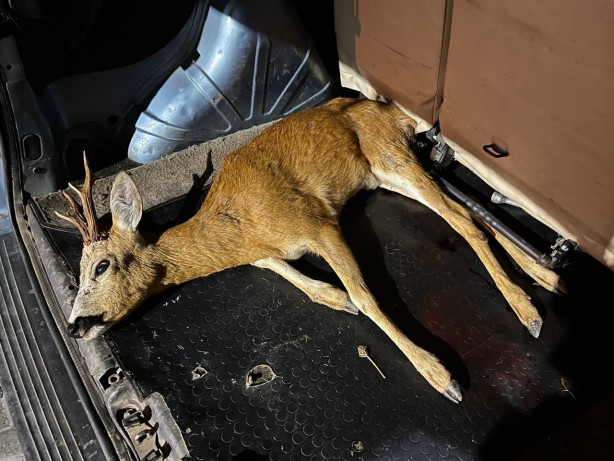 Sakarya'da bulunan yaralı geyik tedaviye alındı