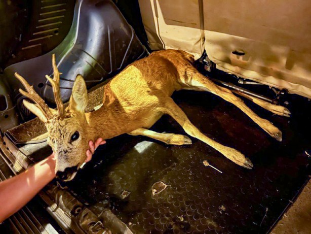 Foto - Sakarya'da bulunan yaralı geyik tedaviye alındı