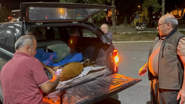 Foto - Sakarya'da bulunan yaralı geyik tedaviye alındı