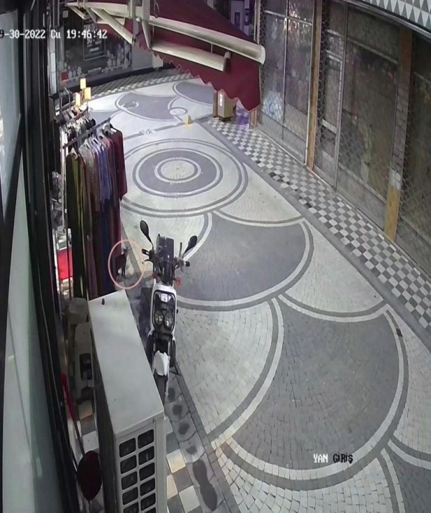 Sakarya'da ilginç olay! Kedi, mağazadan elbise alıp kaçtı