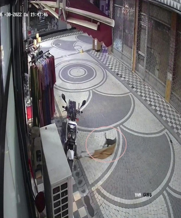 Foto - Sakarya'da ilginç olay! Kedi, mağazadan elbise alıp kaçtı