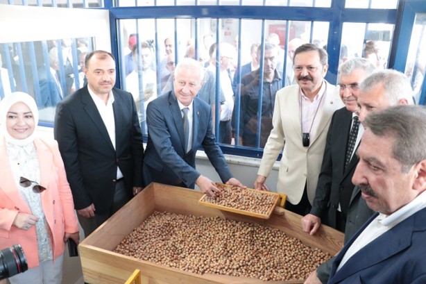 Foto - Sakarya'da ilk fındık alımı gerçekleşti