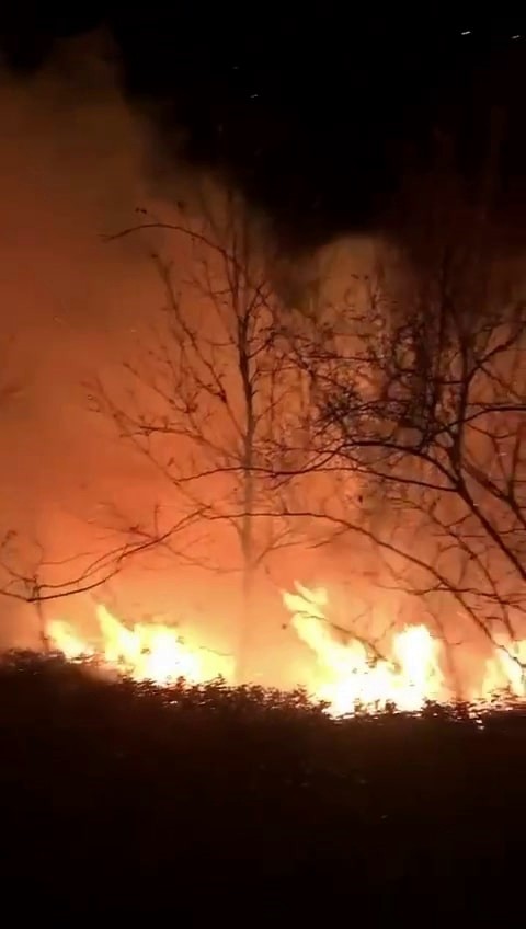 Sakarya'da orman yangını!
