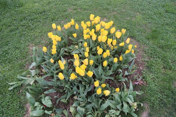Foto - Sakarya'nın nadide mekanlarından: Kent Park - 1