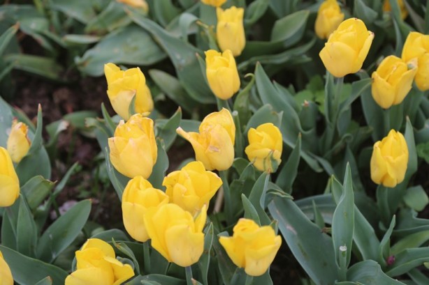 Foto - Sakarya'nın nadide mekanlarından: Kent Park - 1