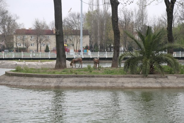Foto - Sakarya'nın nadide mekanlarından: Kent Park - 1