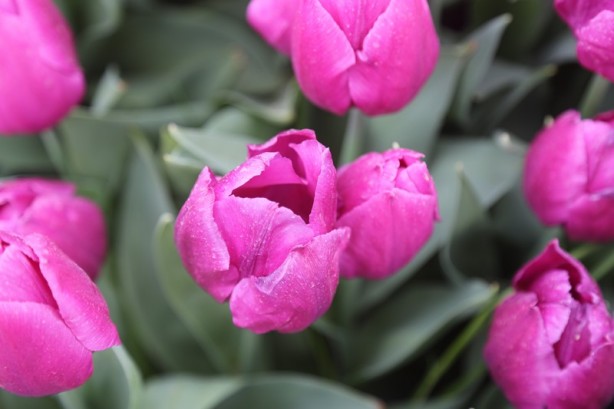 Foto - Sakarya'nın nadide mekanlarından: Kent Park - 1