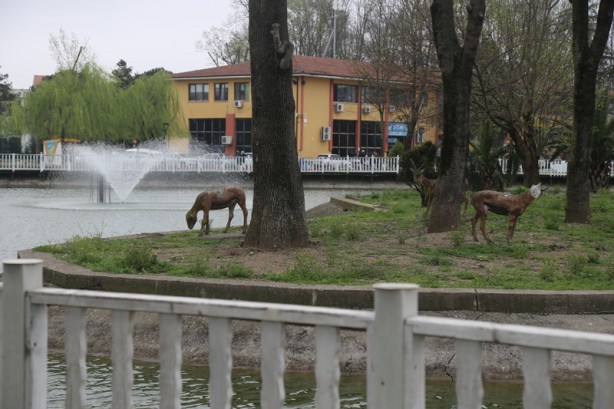 Foto - Sakarya'nın nadide mekanlarından: Kent Park - 1