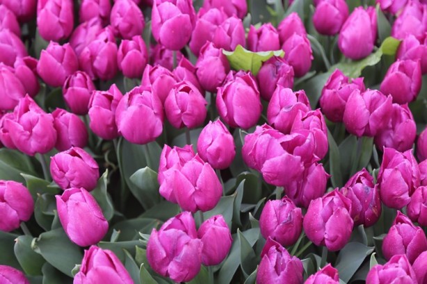 Foto - Sakarya'nın nadide mekanlarından: Kent Park - 1