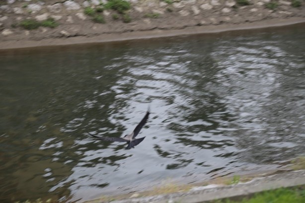 Foto - Sakarya'nın nadide mekanlarından: Kent Park - 2