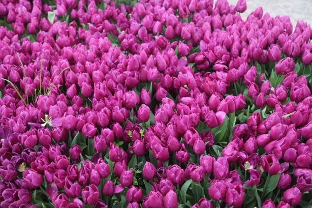 Foto - Sakarya'nın nadide mekanlarından: Kent Park - 2