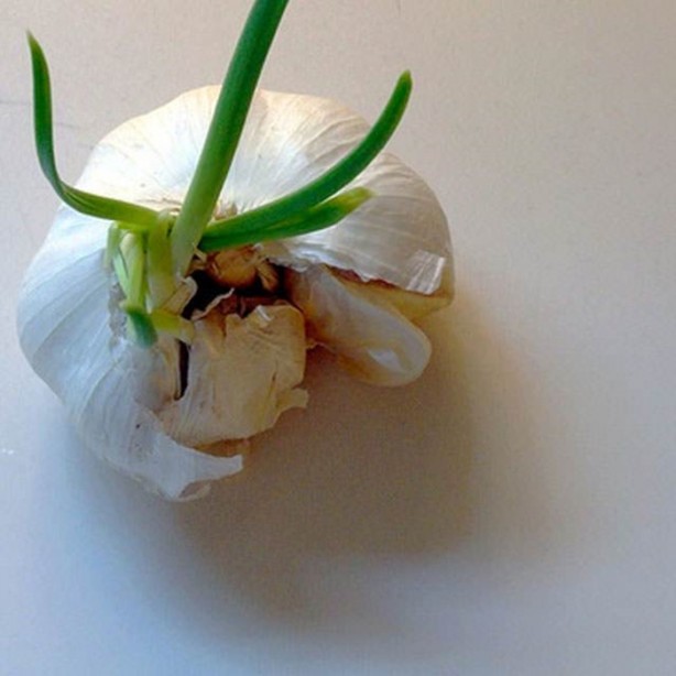 Foto - Sakın çöpe atmayın!