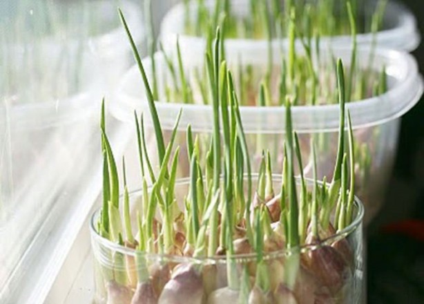 Foto - Sakın çöpe atmayın!