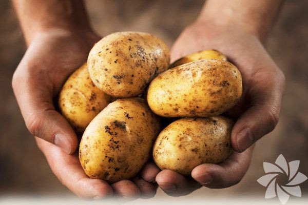 Foto - Sakın çöpe atmayın! Patates kabuğunun faydalarını duyan şaşırıyor