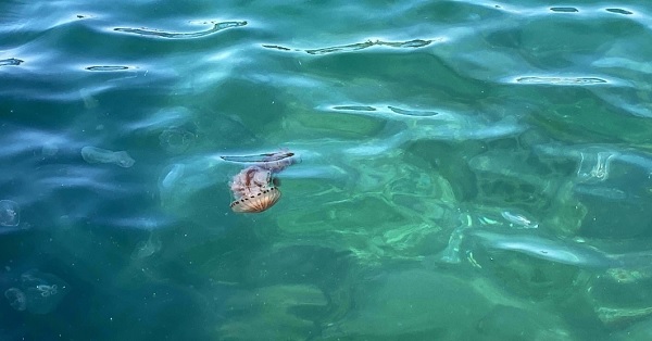 Foto - Sakın dokunmayın çok tehlikeli! Zehirli tür denizlerimizde görüldü