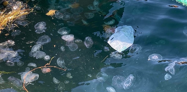 Foto - Sakın dokunmayın çok tehlikeli! Zehirli tür denizlerimizde görüldü