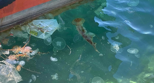 Foto - Sakın dokunmayın çok tehlikeli! Zehirli tür denizlerimizde görüldü