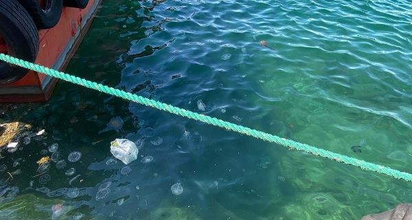 Foto - Sakın dokunmayın çok tehlikeli! Zehirli tür denizlerimizde görüldü