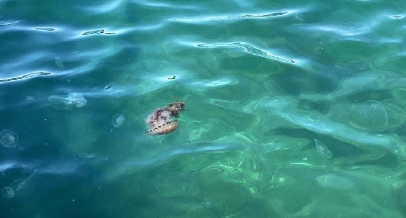 Foto - Sakın dokunmayın çok tehlikeli! Zehirli tür denizlerimizde görüldü