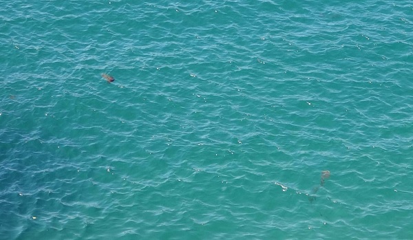 Foto - Sakın dokunmayın çok tehlikeli! Zehirli tür denizlerimizde görüldü