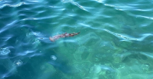 Foto - Sakın dokunmayın çok tehlikeli! Zehirli tür denizlerimizde görüldü