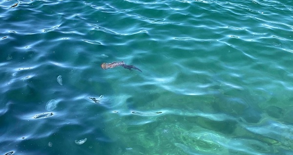 Foto - Sakın dokunmayın çok tehlikeli! Zehirli tür denizlerimizde görüldü