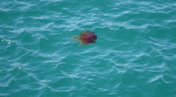 Foto - Sakın dokunmayın çok tehlikeli! Zehirli tür denizlerimizde görüldü