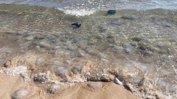 Foto - Sakın dokunmayın hepsi zehirli! 