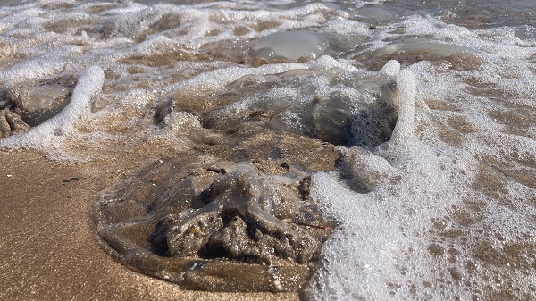 Foto - Sakın dokunmayın hepsi zehirli! 